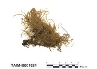 藏品(黃色濕原苔)的圖片